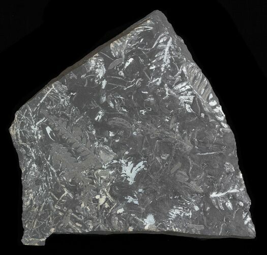 Fossil Seed Fern Plate - Pennsylvania #32716